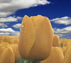 Tulips After the Rain