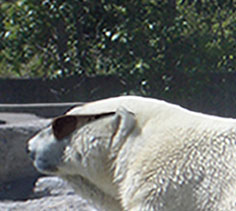 Color with selections